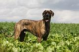 DOGUE ALLEMAND 373